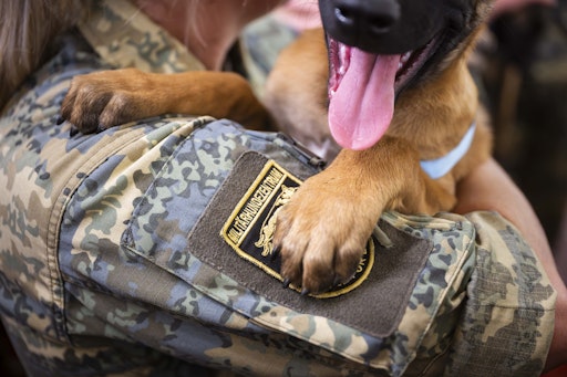 Vorschau Bild von Bundesheer: Elf neue Militärhunde starten ihre Ausbildung