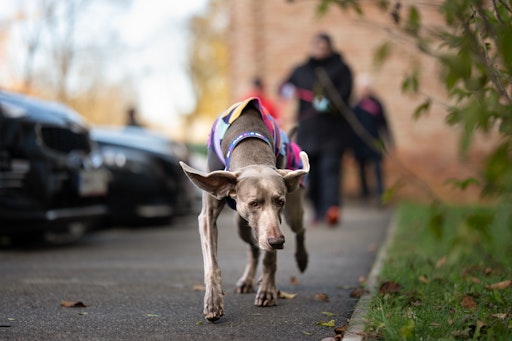 Weimaraner Salia am Trail
