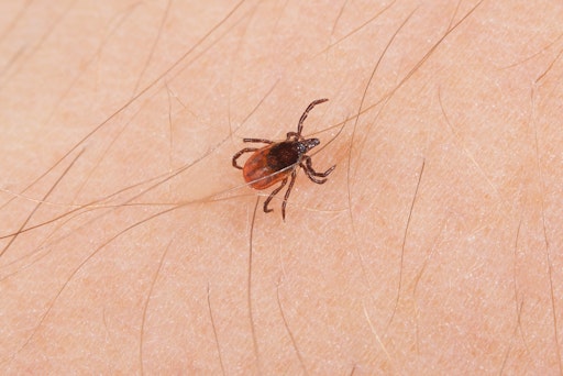Lyme-Borreliose (auch Borreliose oder Lyme-Krankheit genannt) ist
eine durch Borrelien-Bakterien verursachte Infektionserkrankung, die
durch den Stich infizierter Zecken übertragen wird