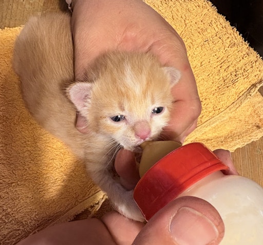 Vorschau Bild von Hungrige ausgesetzte Katzenbabys