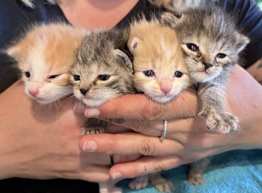 Hungrige ausgesetzte Katzenbabys