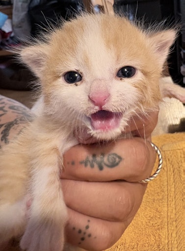 Vorschau Bild von Hungrige ausgesetzte Katzenbabys
