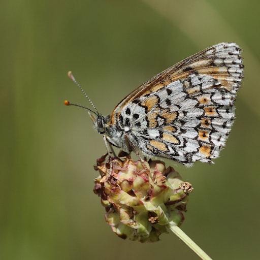Nennenswert waren auch die Nachweise des Wegerich-Scheckenfalters
(Melitaea cinxia) in Wien. Der letzte historische Nachweis der Art
in Wien stammte aus dem Jahr 1950.