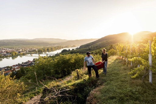 Weinlese in der Wachau (Fotograf: Robert Herbst; Bildrechte: Robert Herbst)