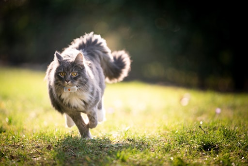 Weenects größte GPS-Katzenrevierstudie bringt spannende
Erkenntnisse über das geheime Katzenleben zutage. // Weiterer Text
über ots und www.presseportal.de/nr/169617 / Die Verwendung dieses
Bildes für redaktionelle Zwecke ist unter Beachtung aller
mitgeteilten Nutzungsbedingungen zulässig und dann auch honorarfrei.
Veröffentlichung ausschließlich mit Bildrechte-Hinweis.