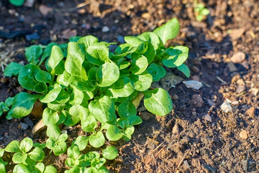 Wintersalate wie Vogerlsalat, Endivie, Zuckerhut oder Radicchio
können von Juli bis September ausgesät werden und sorgen bis in die
kalten Monate für frisches Grün aus dem eigenen Garten, Hochbeet
oder Balkonkistl.