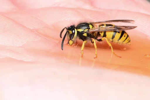 Vorschau Bild von In Österreich sind rund drei Prozent der Bevölkerung gegen den
Stich von Biene, Wespe, Hornisse oder Hummel allergisch.
Grundsätzlich stechen Wespen nur, wenn sie sich bedroht fühlen.