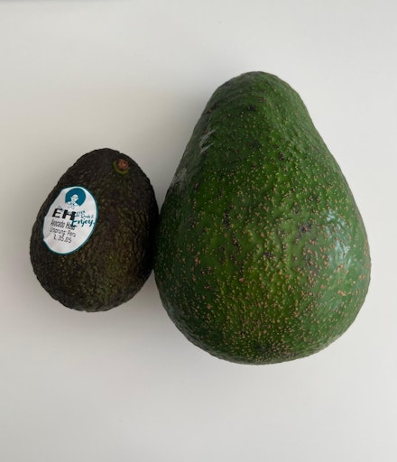 Größenvergleich: Avozilla vs- Hass-Avocado