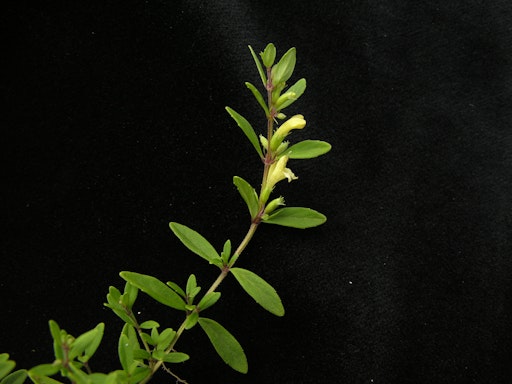 Nepal-Himalayaminze (Himalamintha nepalensis)