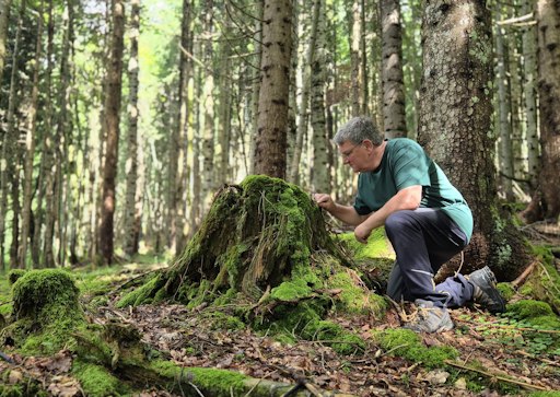 Vorschau Bild von Vitaltage: Waldbaden