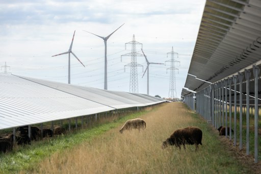 Vorschau Bild von Doppelnutzen: Die Fläche liefert sauberen Strom für viele tausend
Haushalte und bleibt gleichzeitig eine landwirtschaftliche Weide für
Schafe, die an sonnigen Tagen unter den PV-Modulen Schatten finden.