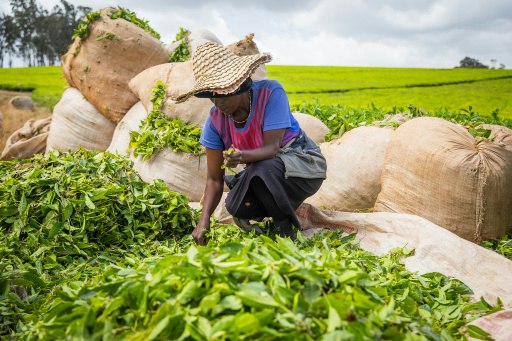 Meilenstein erreicht: Aktuell sind 100 % des in den Eigenmarken von Lidl Österreich verwendeten Tees nach international anerkannten Standards wie Fairtrade, Rainforest Alliance oder EU-Bio zertifiziert. (Abdruck für Pressezwecke honorarfrei, Fotocredit: Adobe Stock)