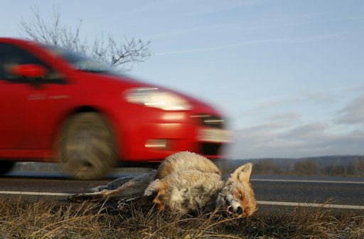 Fuchs wurde von einem Auto erfasst. Fotograf: Dieter Nagl