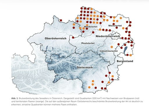 Vorschau Bild von Populationsdynamik des Seeadlers Haliaeetus albicilla (Linnaeus,
1758) in Österreich 2001-2025 Publikation Probst et al 2026