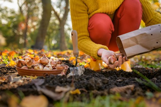 Herbstzeit ist Pflanzzeit: Wer Blumenzwiebel jetzt in die Erde
setzt, legt schon im Herbst den Grundstein für einen blütenreichen
Frühling.