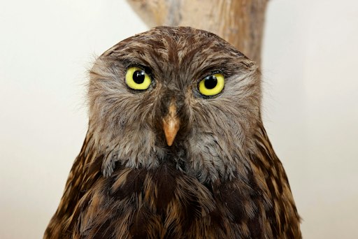 Weißkragenkauz, NHM Wien
