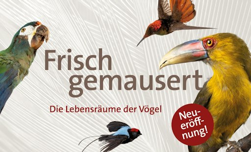 Ausstellungsplakat zur Neueröffnung der Vogelsäle des
Naturhistorischen Museums Wien