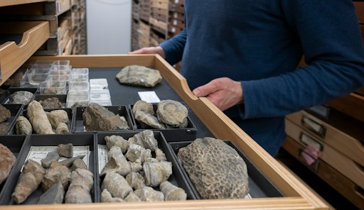 Naturwissenschaftliche Sammlungen wie die Bayerische
Staatssammlung für Paläontologie und Geologie in München sind
Archive der Biodiversität, die oft Material aus wenig erforschten
Regionen beherbergen.