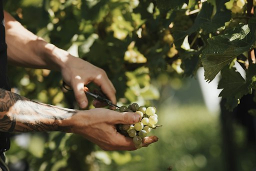 Die Trauben präsentieren sich gesund, aromatisch und von hoher
Qualität. Nach ersten Schätzungen wird eine Erntemenge auf dem
Niveau einer Normalernte erwartet.