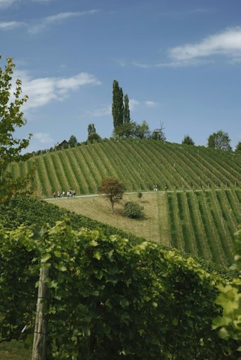 Vorschau Bild von Nach und nach kehrt bei vielen WinzerInnen nun etwas Ruhe ein –
und der steirische Weinherbst lädt zu Wanderungen durch die
Weingärten, Buschenschankbesuchen und Weinfesten.