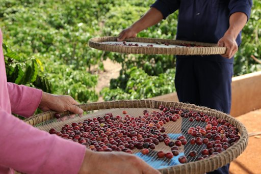 Der NESCAFÉ Plan 2030 unterstützt Programme für regenerativen und
resilienten Kaffeeanbau