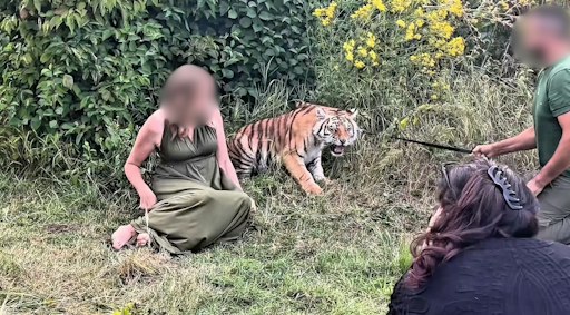 Ein Tigerjunges, das während des Shootings über seine
Belastungsgrenze hinausgetrieben wird, schreit und wehrt sich. Kein
Entkommen. // Weiterer Text über ots und
www.presseportal.de/nr/161993 / Die Verwendung dieses Bildes für
redaktionelle Zwecke ist unter Beachtung aller mitgeteilten
Nutzungsbedingungen zulässig und dann auch honorarfrei.
Veröffentlichung ausschließlich mit Bildrechte-Hinweis.