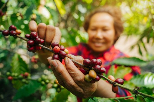 Aktuell sind 100 % des in den Eigenmarken von Lidl Österreich verwendeten Kaffees nach international anerkannten Standards wie Fairtrade, Rainforest Alliance oder EU-Bio zertifiziert. (Abdruck für Pressezwecke honorarfrei, Fotocredit: Lidl Österreich)
