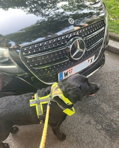 Assistenzhund Kuma vor dem Taxi, das ihn nicht mitnehmen wollte.