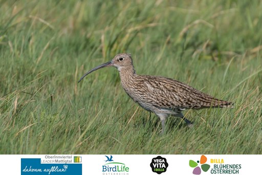 Im Ibmer Moor in Oberösterreich entstehen bis zu 80 Hektar
verbesserte Lebensräume für stark gefährdete Wiesenvögel wie
Bekassine, Brachvogel und Krickente.