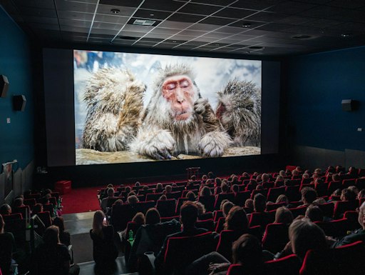 Das innsbruck nature film festival 2026 sorgte Anfang Oktober
2026 abermals für volle Kinosäle. Im Bild: das Metropol Kino
Innsbruck.