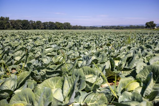 Auch in einem herausfordernden Erntejahr setzt efko auf heimische
Rohwaren und sichert die geplanten Produktionsmengen.