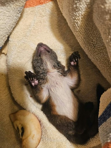Vorschau Bild von Schlafendes Eichhörnchenbaby
