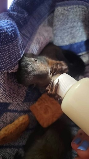 Vorschau Bild von Flascherlfütterung eines Eichhörnchenbabys