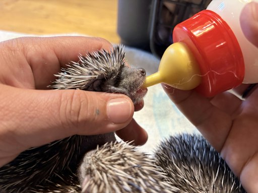 Igel brauchen Hilfe