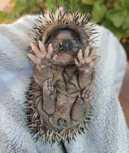 Vorschau Bild von Igel brauchen Hilfe