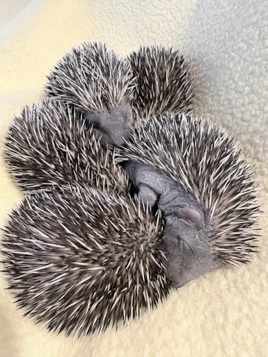 Vorschau Bild von Igel brauchen Hilfe