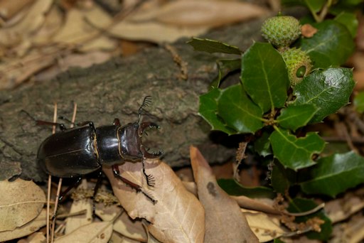 Neu beschriebene Hirschkäferart Lucanus apollon