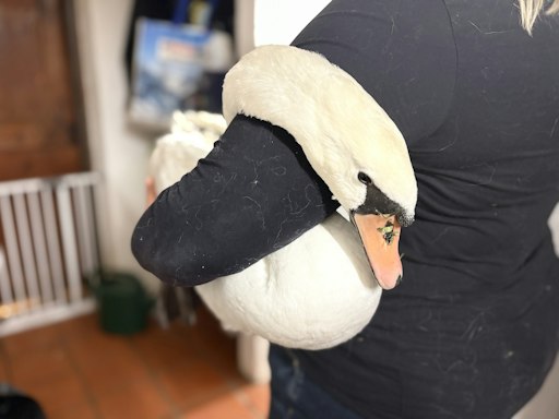 Schwer verletzter Schwan
