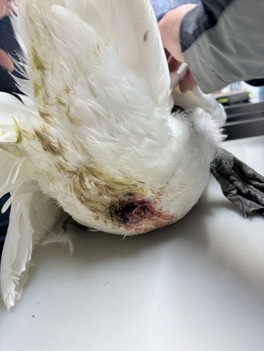 Vorschau Bild von Schwer verletzter Schwan
