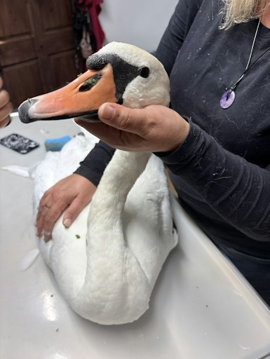 Vorschau Bild von Schwer verletzter Schwan