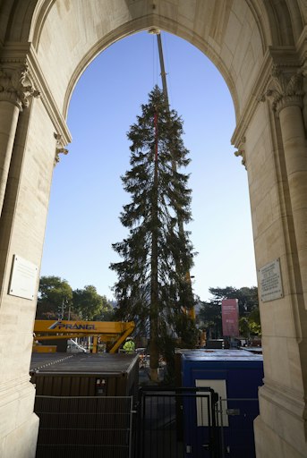 Vorschau Bild von Aufstellung des Weihnachtsbaums aus Vorarlberg auf dem Wiener
Rathausplatz für den Wiener Christkindlmarkt 2026.