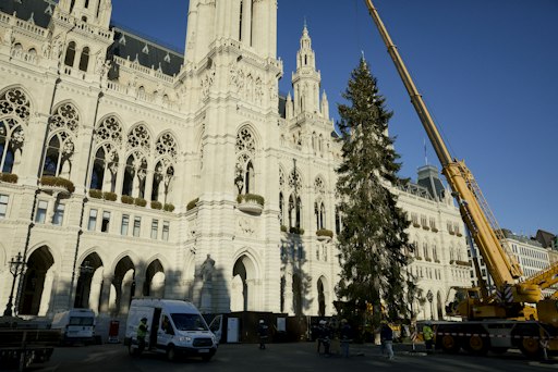 Aufstellung des Weihnachtsbaums aus Vorarlberg auf dem Wiener
Rathausplatz für den Wiener Christkindlmarkt 2026.