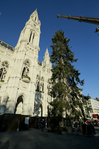 Vorschau Bild von Aufstellung des Weihnachtsbaums aus Vorarlberg auf dem Wiener
Rathausplatz für den Wiener Christkindlmarkt 2026.
