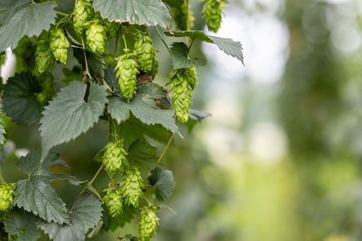 Vorschau Bild zu OTM