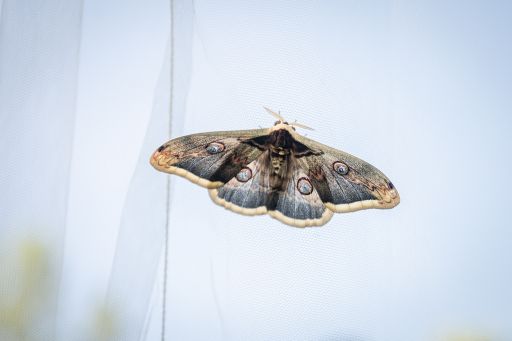 Vorschau Bild zu OTM